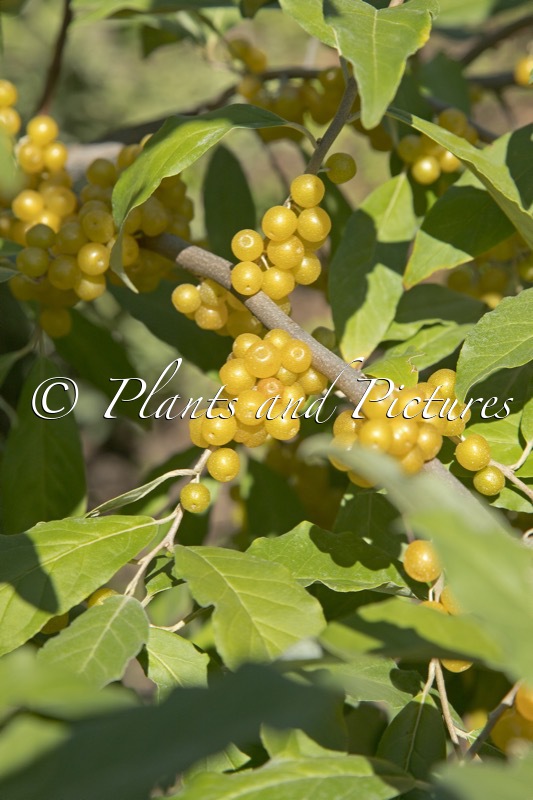 Elaeagnus umbellata ‘Fortunella’