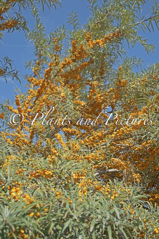 Hippophae rhamnoides ‘Habego’ (ORANGE ENERGY)