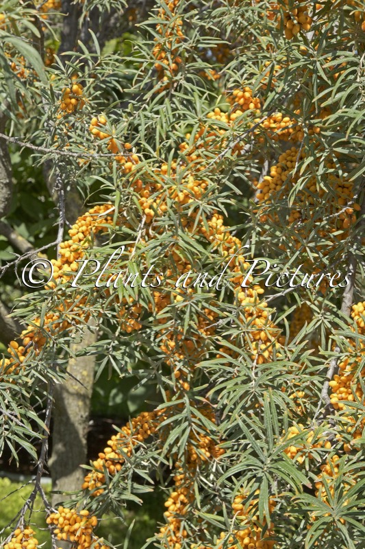 Hippophae rhamnoides ‘Habego’ (ORANGE ENERGY)