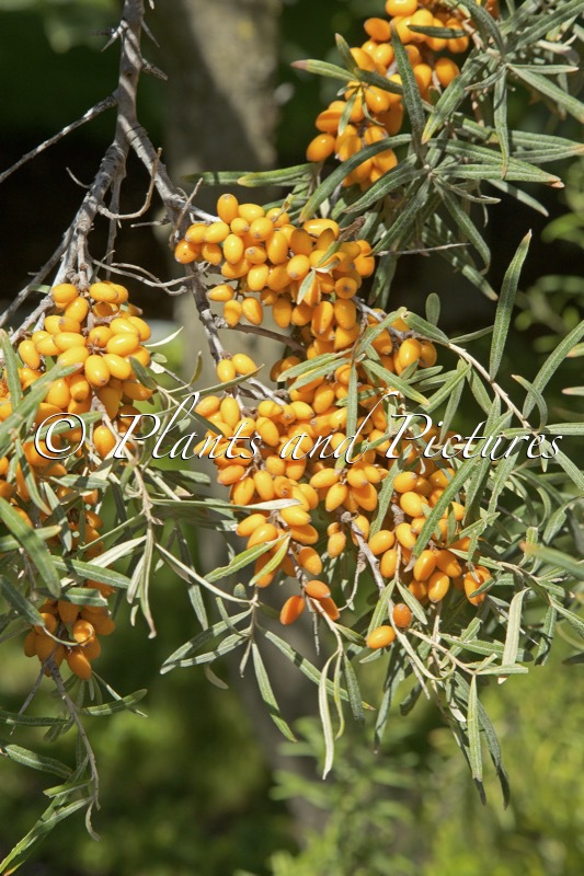 Hippophae rhamnoides ‘Habego’ (ORANGE ENERGY)