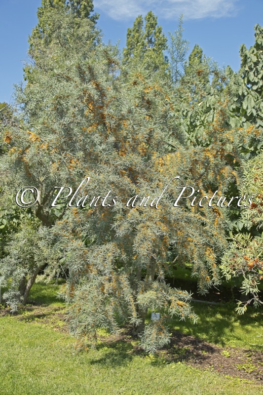 Hippophae rhamnoides ‘Hergo’