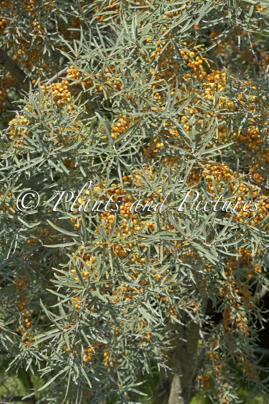 Hippophae rhamnoides ‘Hergo’