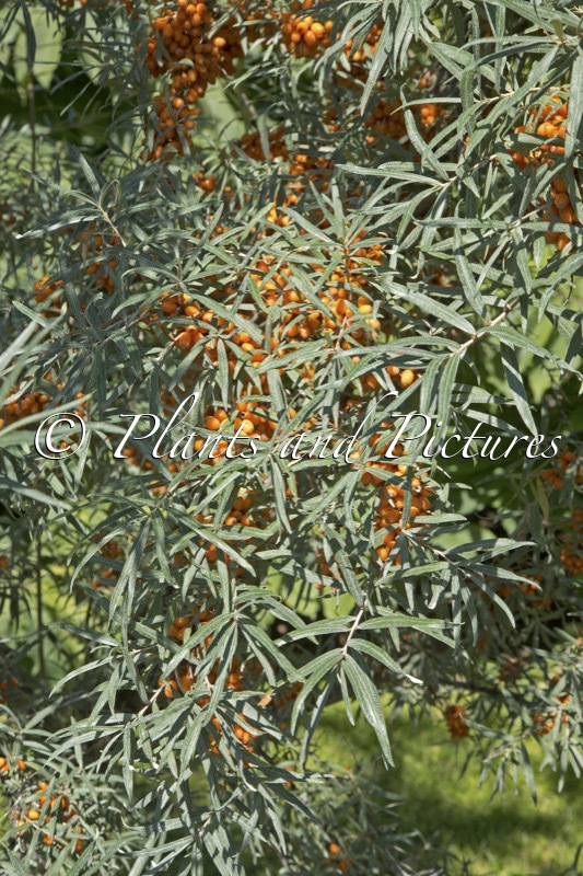 Hippophae rhamnoides ‘Askola’