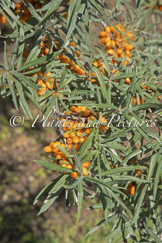 Hippophae rhamnoides ‘Askola’