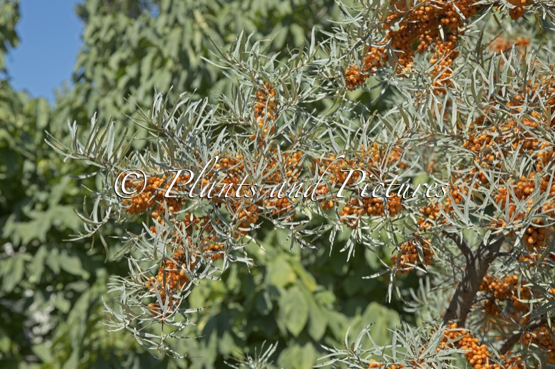Hippophae rhamnoides ‘Dorana’