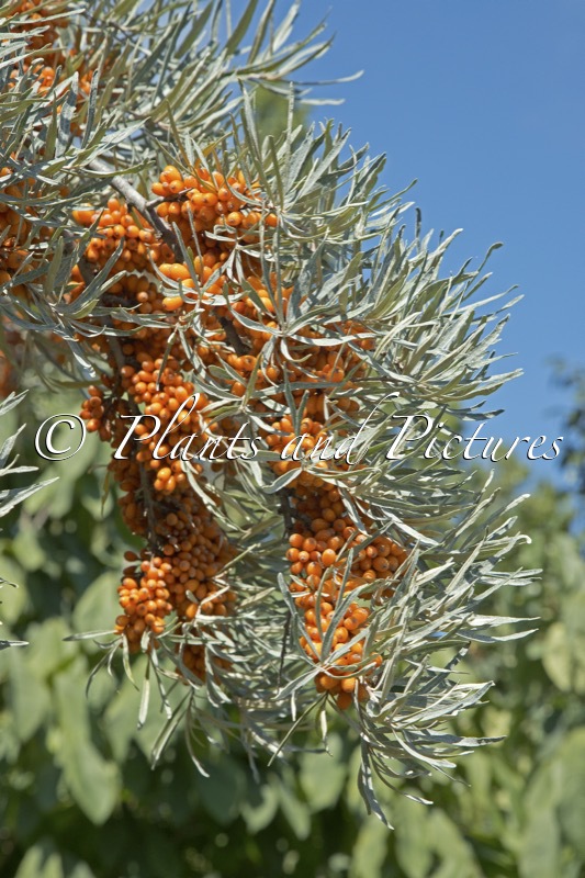 Hippophae rhamnoides ‘Dorana’