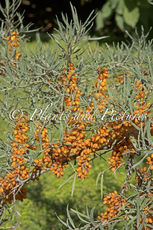 Hippophae rhamnoides ‘Dorana’