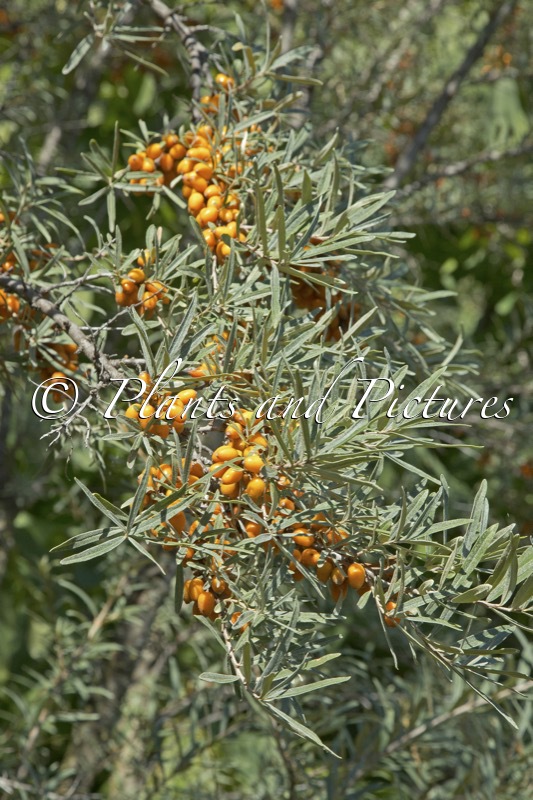 Hippophae rhamnoides ‘Leikora’