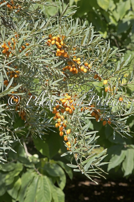 Hippophae rhamnoides ‘Leikora’