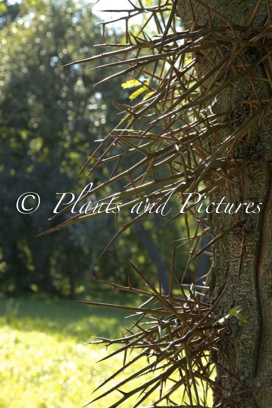 Gleditsia triacanthos