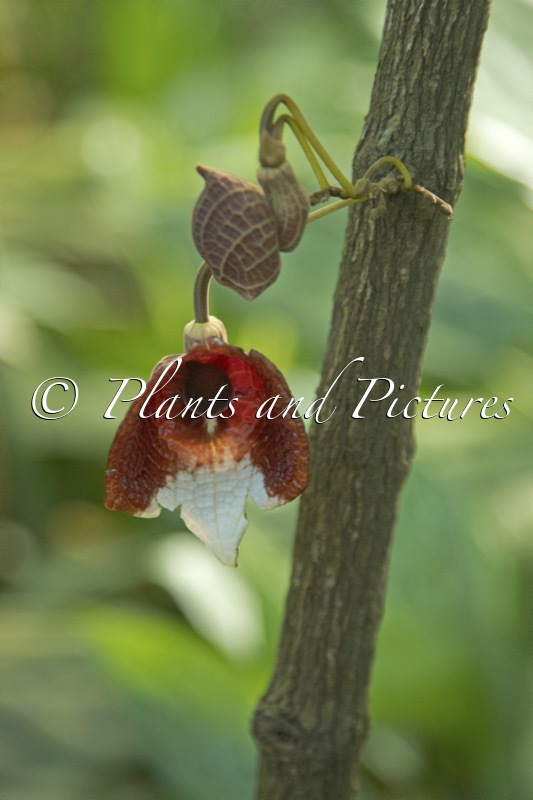 Aristolochia arborea