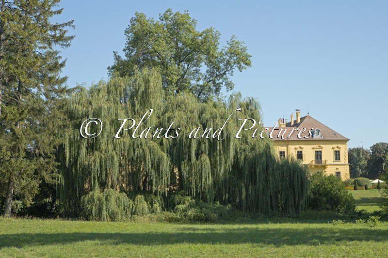 Salix sepulcralis ‘Chrysocoma’