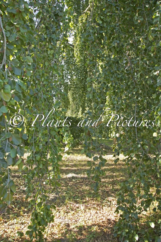 Fagus sylvatica ‘Pendula’