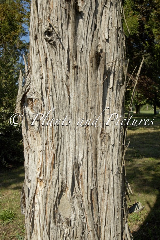Juniperus chinensis