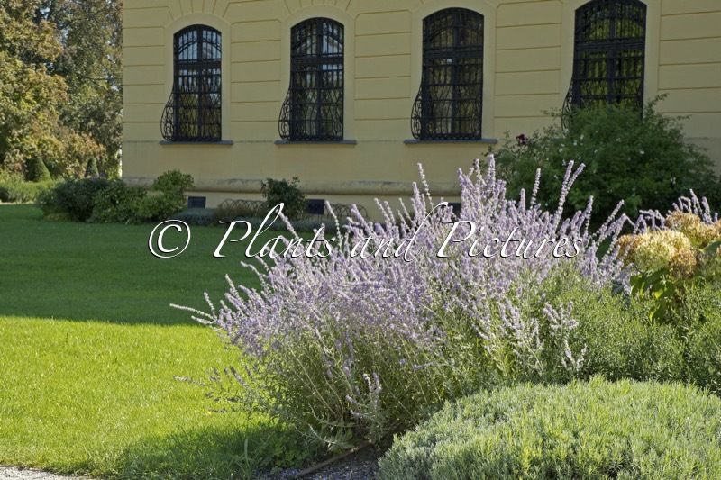 Perovskia ‘Blue Spire’