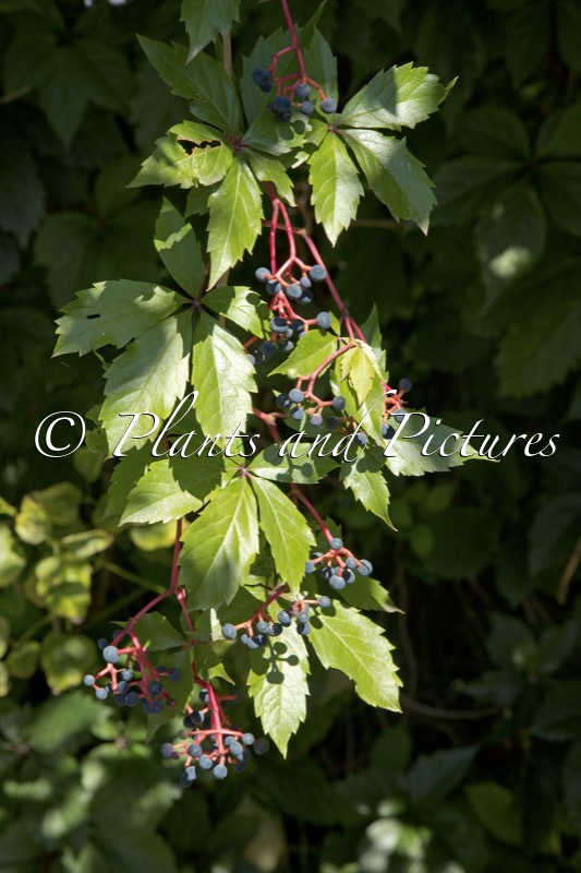 Parthenocissus quinquefolia