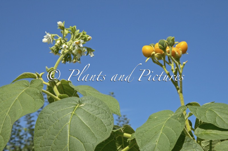 Solanum abutiloides