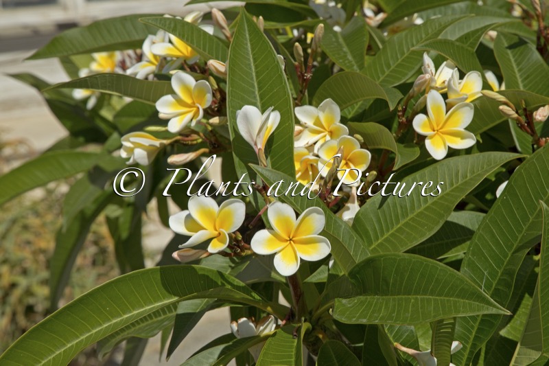 Plumeria alba