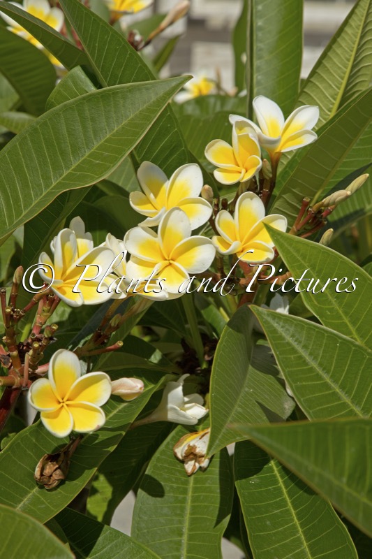 Plumeria alba