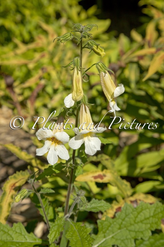 Rehmannia ‘Schneetiger’