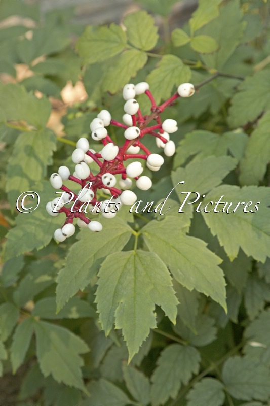 Actaea pachypoda ‘Silver Leaf’