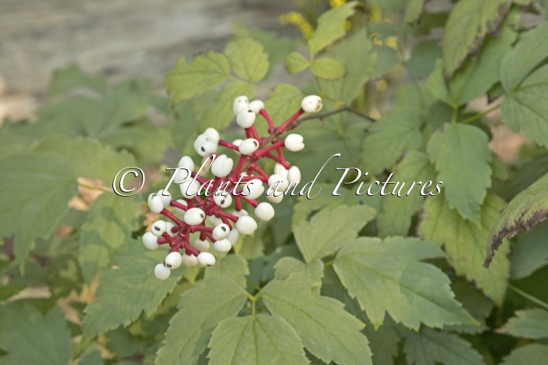 Actaea pachypoda ‘Silver Leaf’