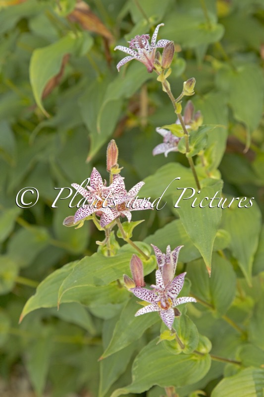 Tricyrtis formosana