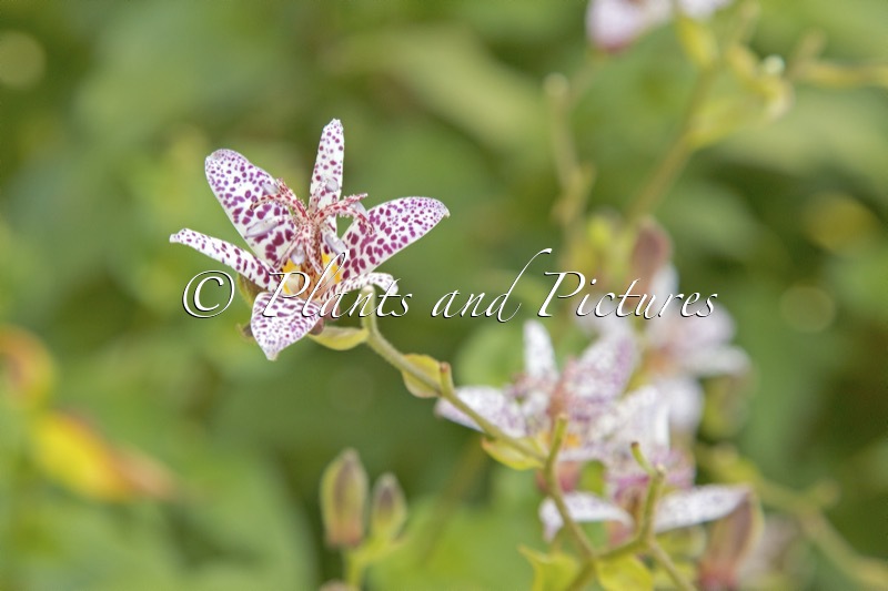 Tricyrtis formosana