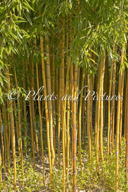 Phyllostachys aureosulcata ‘Spectabilis’