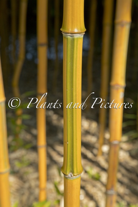 Phyllostachys aureosulcata ‘Spectabilis’