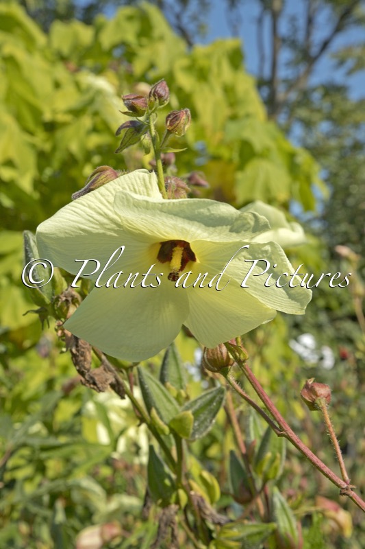 Abelmoschus manihot