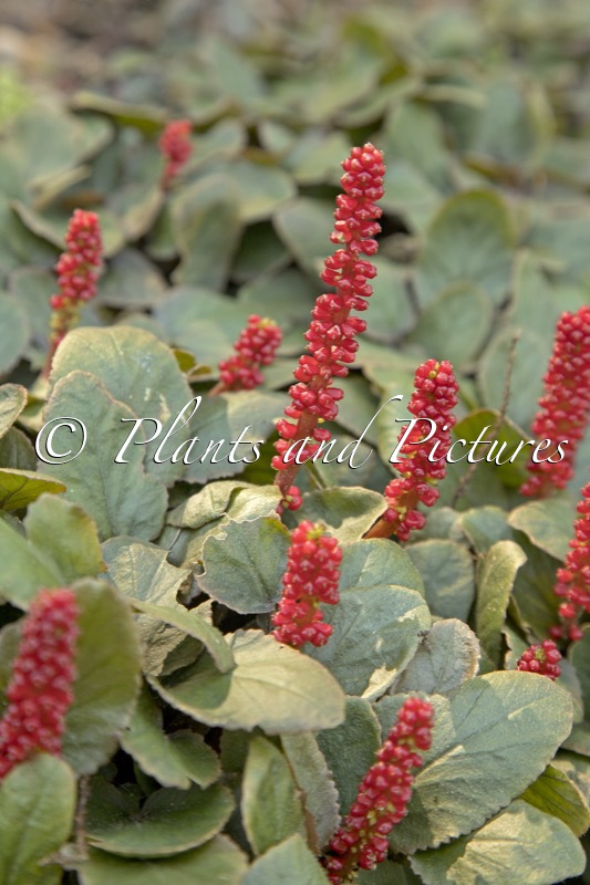 Gunnera prorepens
