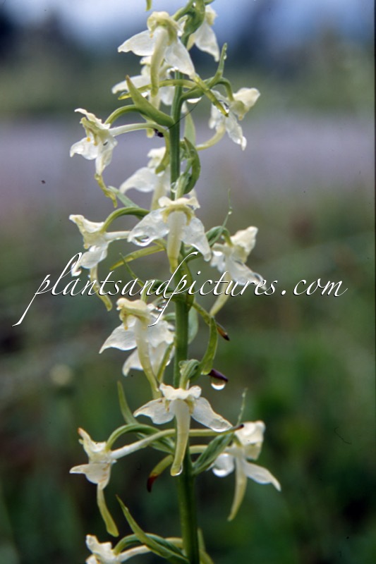 Platanthera chlorantha