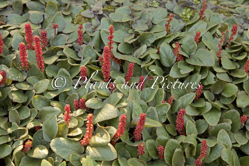 Gunnera prorepens
