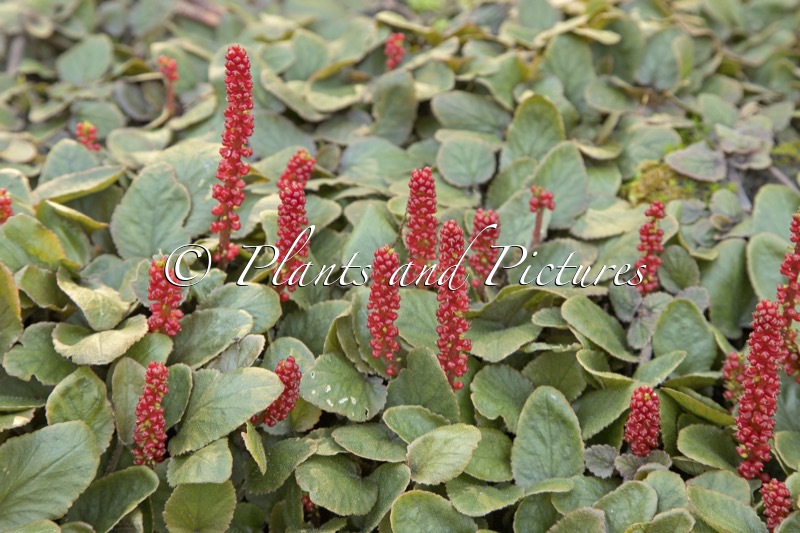 Gunnera prorepens