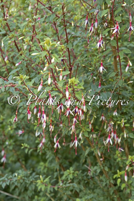 Fuchsia magellanica ‘Aranco’