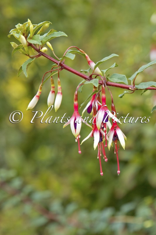 Fuchsia magellanica ‘Aranco’