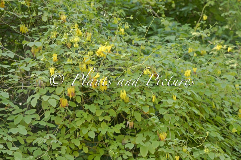 Dactylicapnos scandens