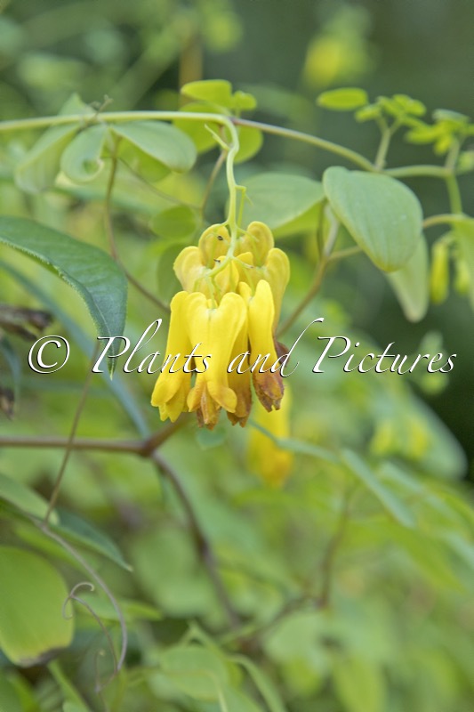 Dactylicapnos scandens