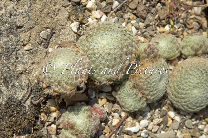 Sempervivum ciliosum