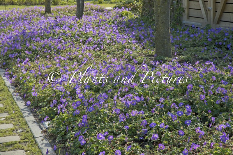 Geranium ‘Gerwat’ (ROZANNE)