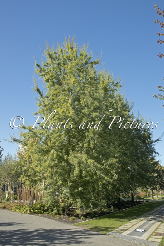 Acer saccharinum ‘Born’s Gracious’