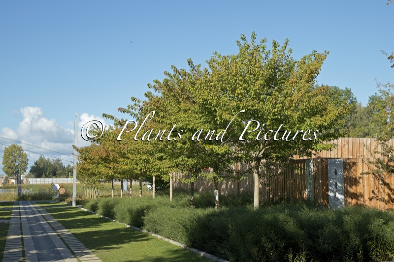 Acer cissifolium