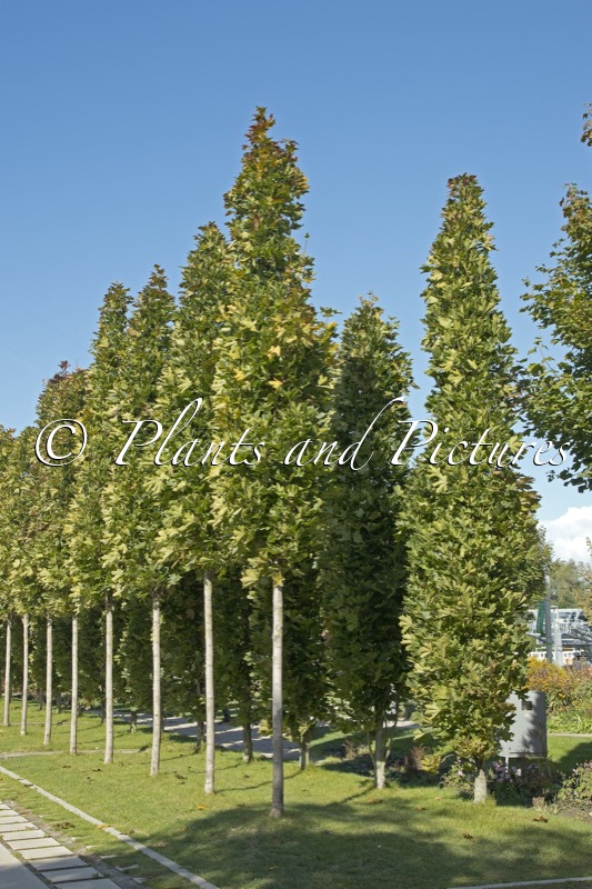 Acer platanoides ‘Mauritz Upright’