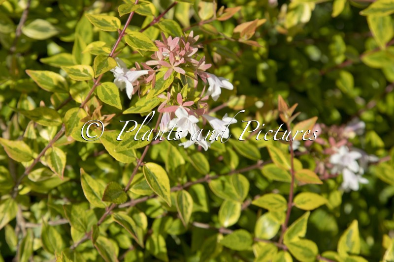 Abelia grandiflora ‘Francis Mason’