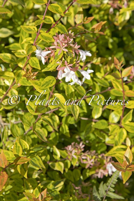 Abelia grandiflora ‘Francis Mason’