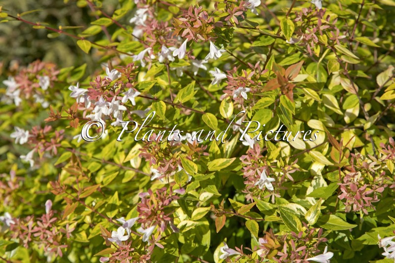 Abelia grandiflora ‘Francis Mason’