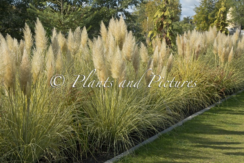 Cortaderia selloana ‘Golden Goblin’