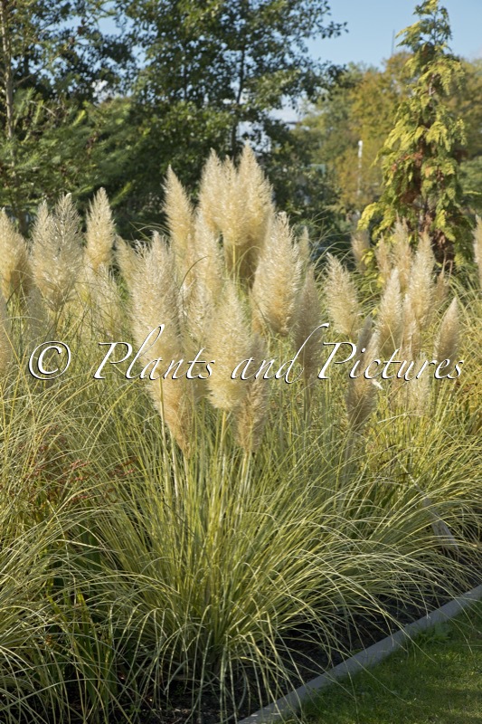 Cortaderia selloana ‘Golden Goblin’