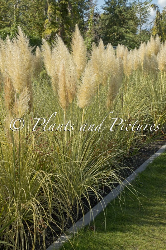Cortaderia selloana ‘Golden Goblin’